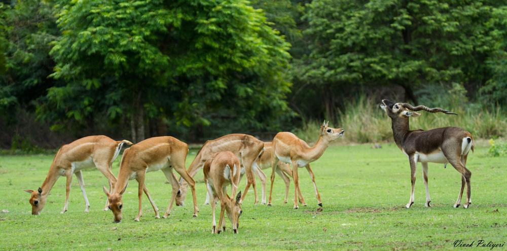 Black buck at IIT Madras